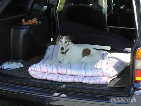 Toyota   Corolla 2.0D - Hundevagt i bilen billede 15