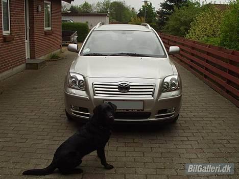 Toyota Avensis 2.0 D-4D - hunden og dytten :) billede 2