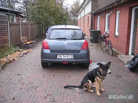 Suzuki Swift *DØD* - Tykke Hund.. hehe billede 6
