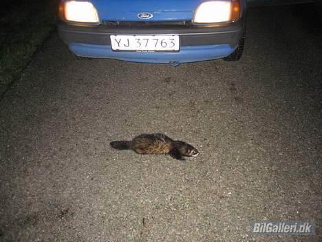 Ford Fiesta 1600CVH Solgt - Tja, hvad skal man sige, 775kg ren ondskab på landevejen ;) billede 16