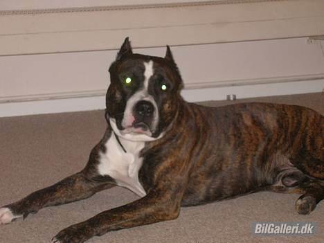 Opel calibra 2,0 16V SOLGT billede 20