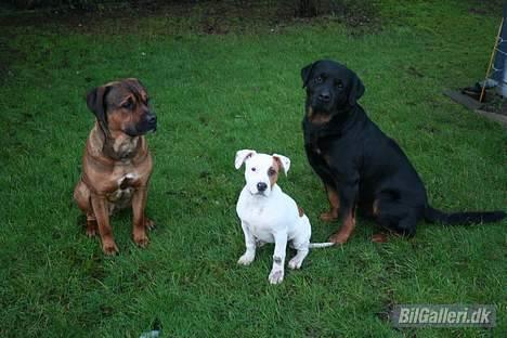 Ford Escort RS Cosworth "solgt billede 19