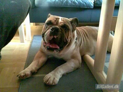 Mazda 626 2.0  "White 'Widow" - Fars hund... Engelsk bulldog... billede 17