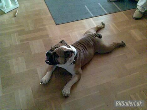 Mazda 626 2.0  "White 'Widow" - Albert er navnet og slappe af det skal man da gøre når man er en bulldog... billede 18