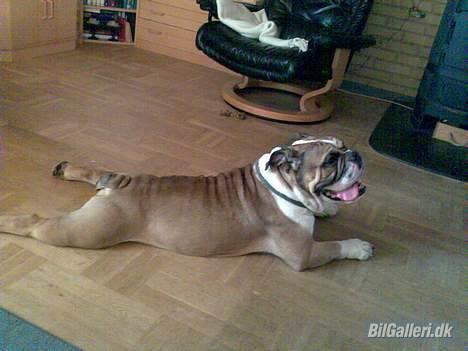 Mazda 626 2.0  "White 'Widow" - prøver lige at ligne de helstegte pattegrise far altid laver om sommeren... godt gået ikk... billede 20