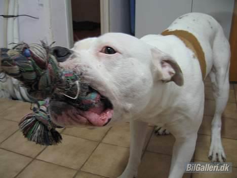 Toyota corolla - alarmen når ikke den sover billede 19