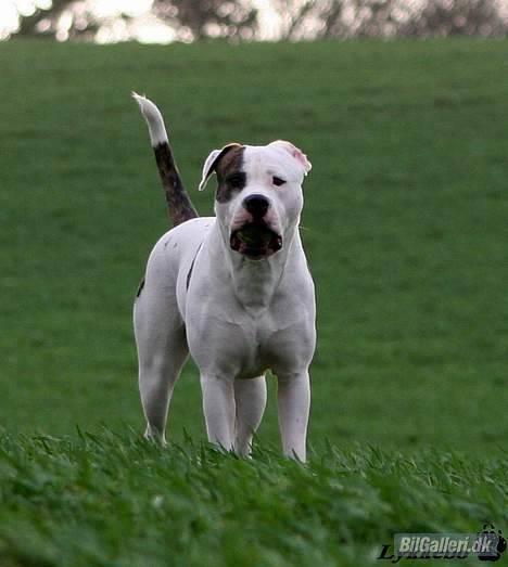 Ford Escort 1.3 CL*Vild dyret* - Bulldog´en  billede 14