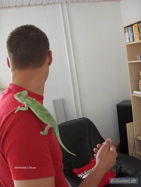 Nissan  Patrol. solgt billede 8