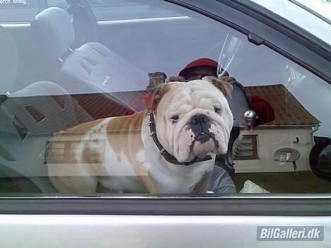 Toyota Corolla- Super Yotaen!! - tør du komme ind til mig jeg bider næsten ikke ..... billede 5