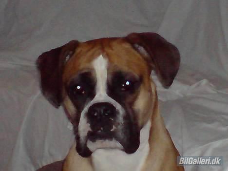 VW Passat TDI. SOLGT - Min boxer, lækker hund ;-) billede 10