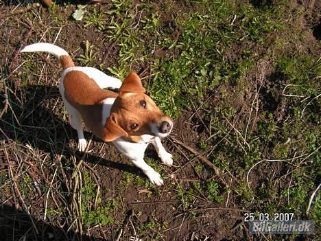 Volvo 244 GL billede 7