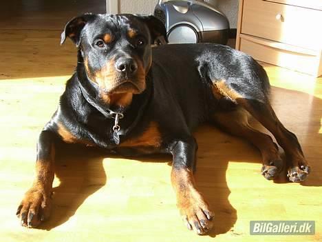 Nissan Skyline R33 GTS-25T  billede 20