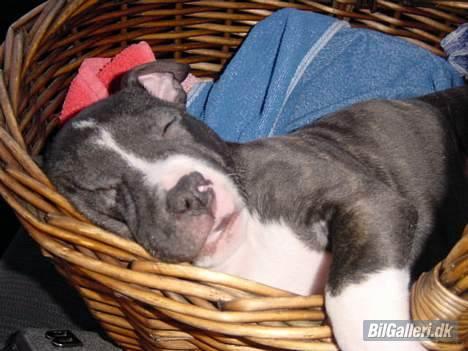 Toyota Corolla GT Twin Cam billede 8