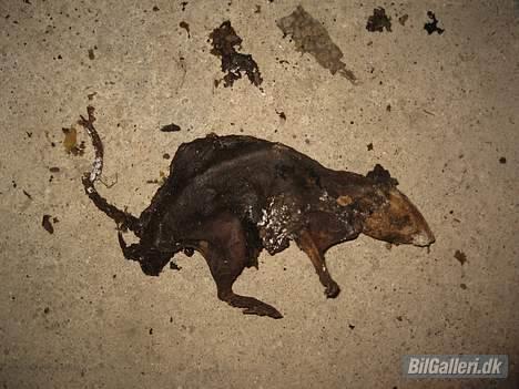 Austin-Morris mascot mini SKROTTET billede 20