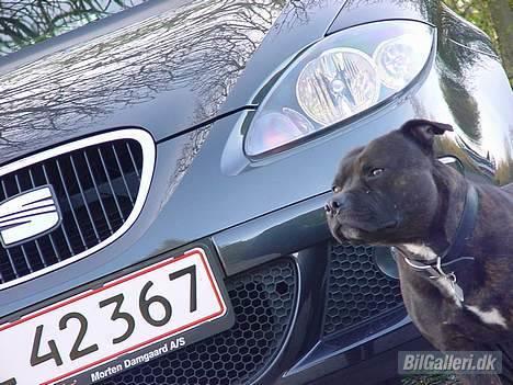 Seat !!!!!!!ANDERS´ ALTEA - Min hund....   billede 6