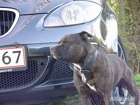 Seat !!!!!!!ANDERS´ ALTEA billede 9