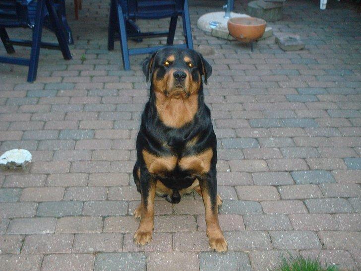 Opel Vectra B,total skadet billede 12