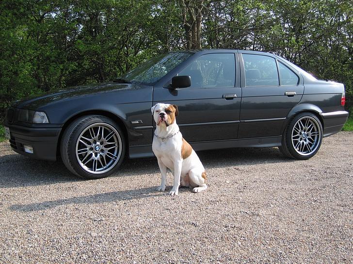 BMW 320I E36 Aut. billede 12