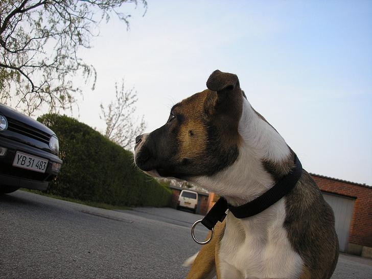 VW golf III billede 10