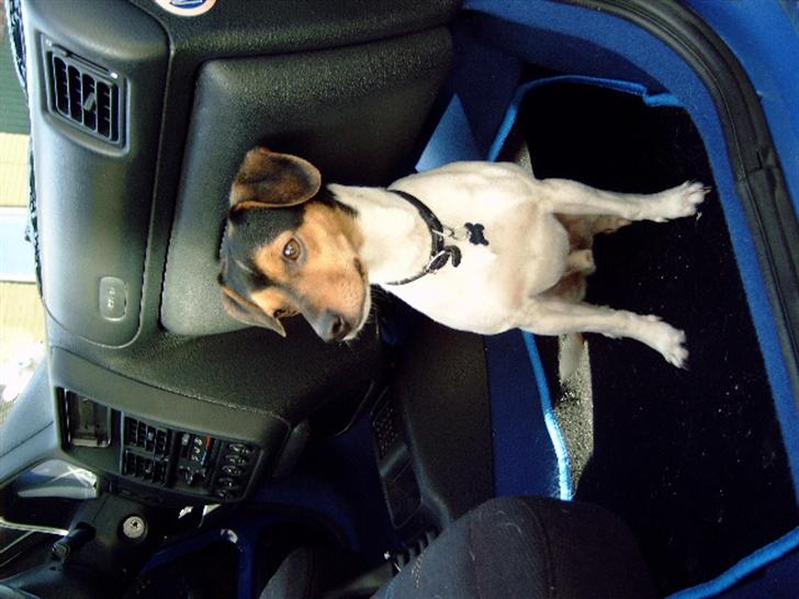 Hyundai Coupe 2,0 16v (SOLGT) - Vores lille "dræber" Buster aka Basse billede 18