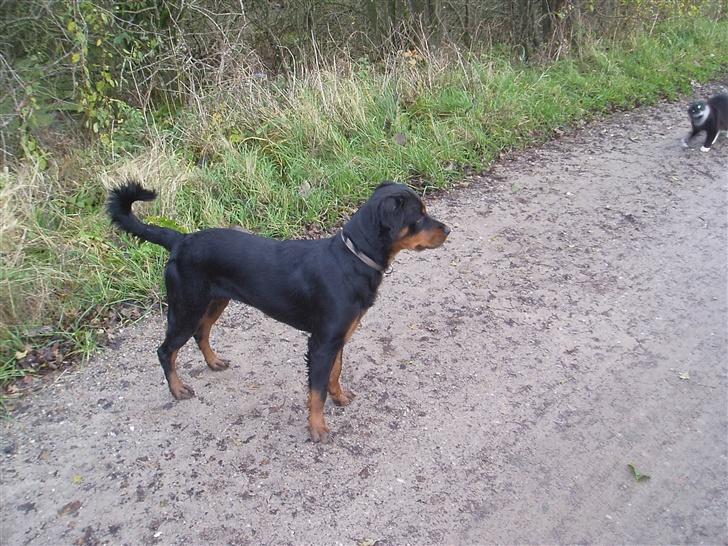 Opel Vectra B *SOLGT* - mors anden bil alarm :) billede 9