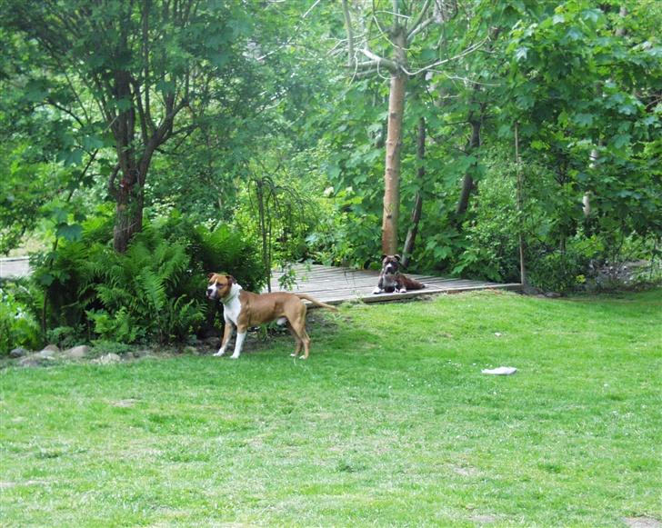 VW Golf 2 Manhattan - Mine to dejlige hunde.. Diango og tessa.. billede 18