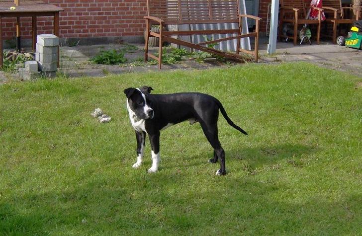 Honda Civic (Solgt) :'( - Også lige et lille billede af vagt hunden! ;D  billede 19