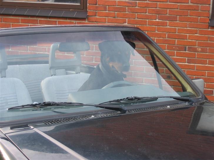 Opel corsa a cabriole - tja selv min hund er vile med iden om at kre uden tag over hovedet billede 11