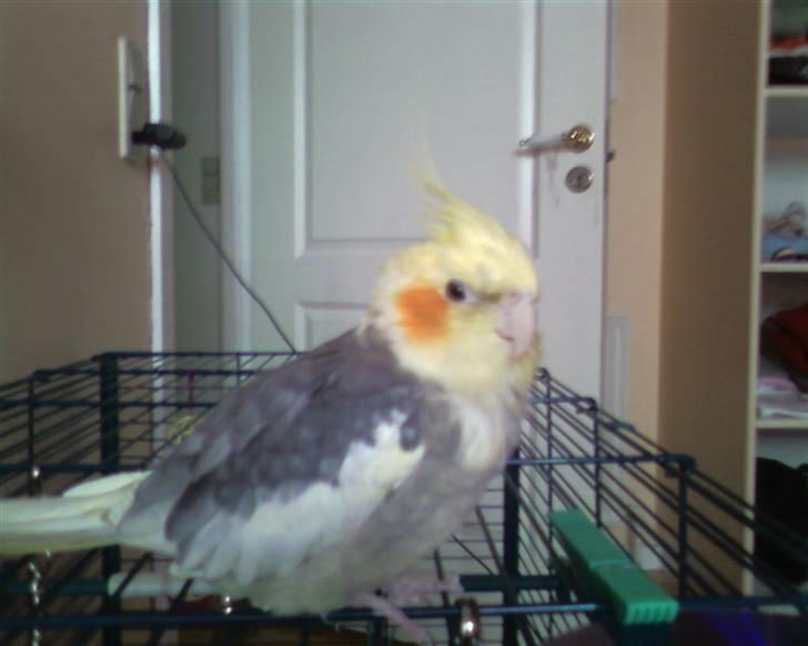 Toyota Carina E GTi *Red Devil* - Min fugl. 18 år gammel/ung.  billede 15