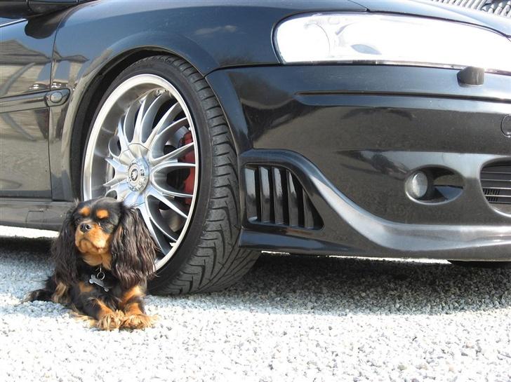 Opel Vectra B i500-R 'SOLGT' billede 20