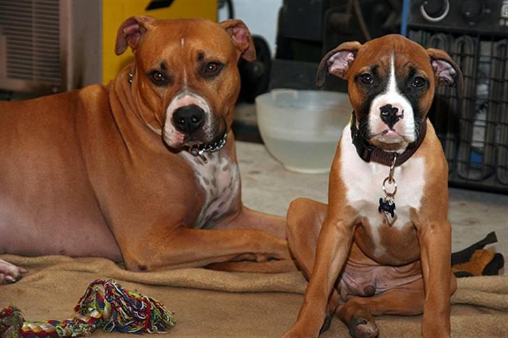 Amerikaner Chevrolet Impala 2d coupé - Min egen værkstedhund (t.v.) og en go´ lege kammerat (t.h.) billede 20