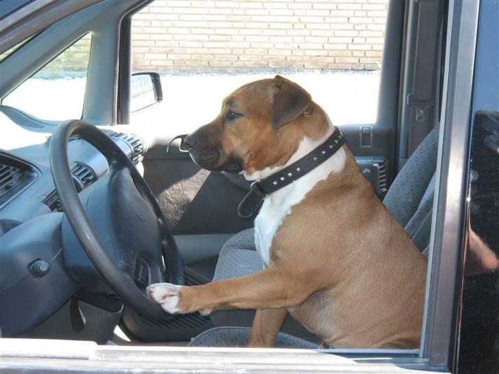 Citroën Evasion 2,0 i - ja han låner den på striben en gang i mellem billede 5