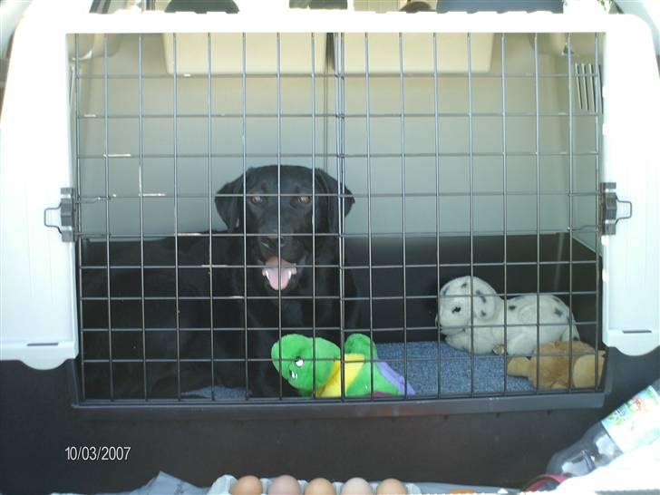 Skoda octavia 1,9 tdi pd SOLGT - her er så plads til vores hund "mille". billede 10