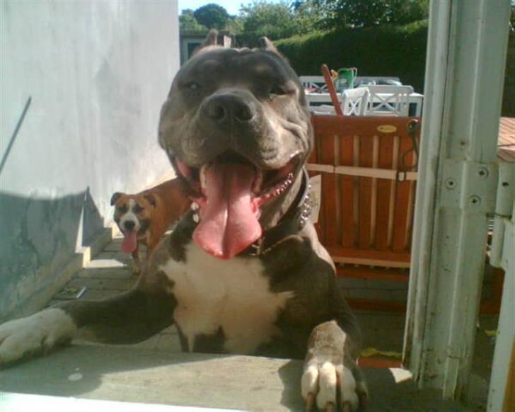 VW Golf 4 1,8 underopbygning - fars dreng som er tøstig billede 17