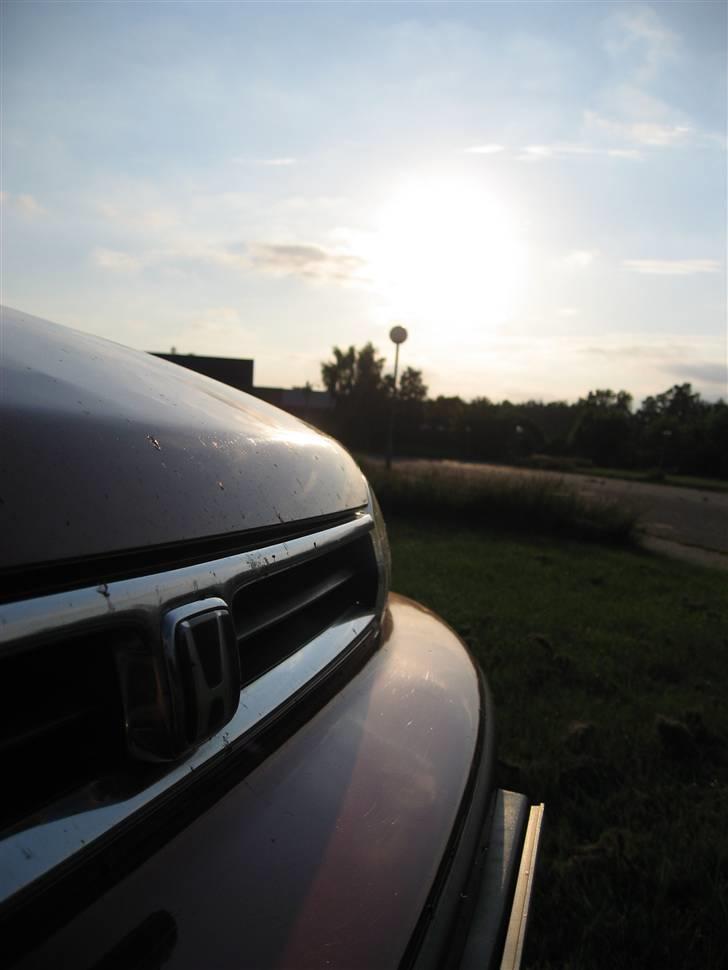 Honda Accord - Død:( - Irriterende fluer der har besluttet sig at dø på min bil frem for en anden:S billede 10