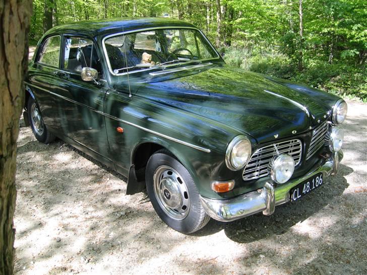 Volvo Amazon SOLGT - Her er vi på tur i skovene omkring Middelfart en dejlig solskinsdag... Betty var glad for at komme lidt i skyggen, da kølevandstemperaturen var på vej opad.. billede 16