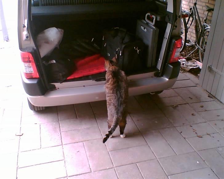 Citroën Berlingo SOLGT - Eddie vores fede kat på 10 kilo, checker lige om lasten er korrekt spændt fast. billede 3