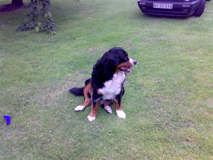 VW Golf 2 G60 (DØD) - Vagthunden eller noget... billede 9