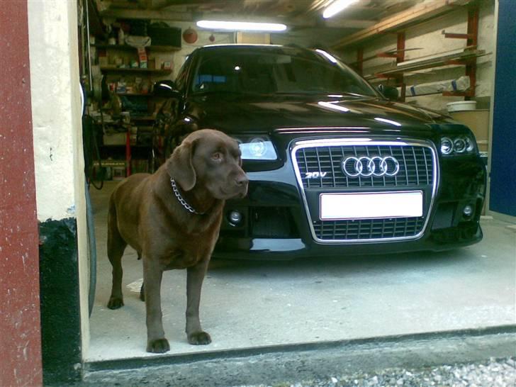 Audi A3 1,8 TURBO - Mit lille Værksted og hund billede 12