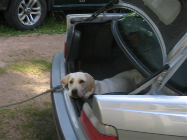 BMW 323 i - Her ligger jeg godt i mors bil ... billede 4