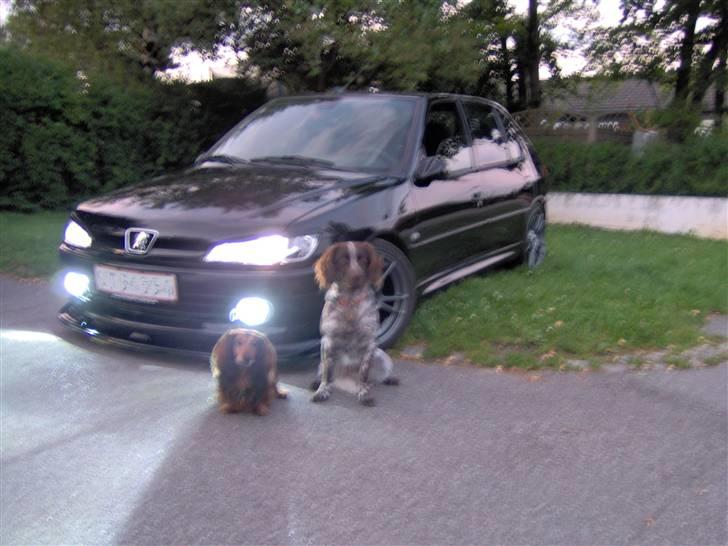 Peugeot 306 2,0 Løvemissen Solgt - Og mine forældres dejlige hunde i "måneskind" billede 8