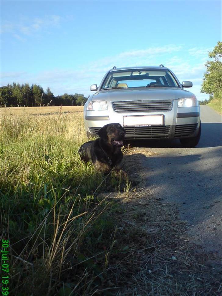 VW Passat Variant 3BG *solgt billede 15