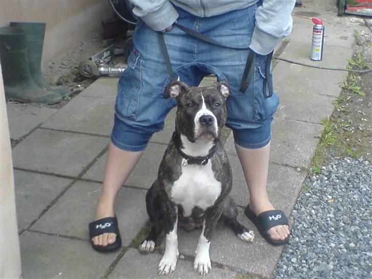 VW Golf 3 *solgt* - Lige et billede af vores dejlige Am Staff *baby* billede 15