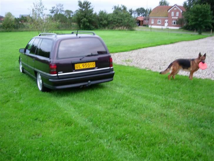 Opel omega caravan stc car billede 4