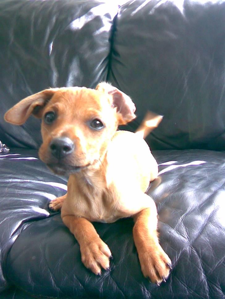 Toyota Corolla 1,6 GSI - Min dejlige hund Fie som er 3 mdr nu;) billede 16