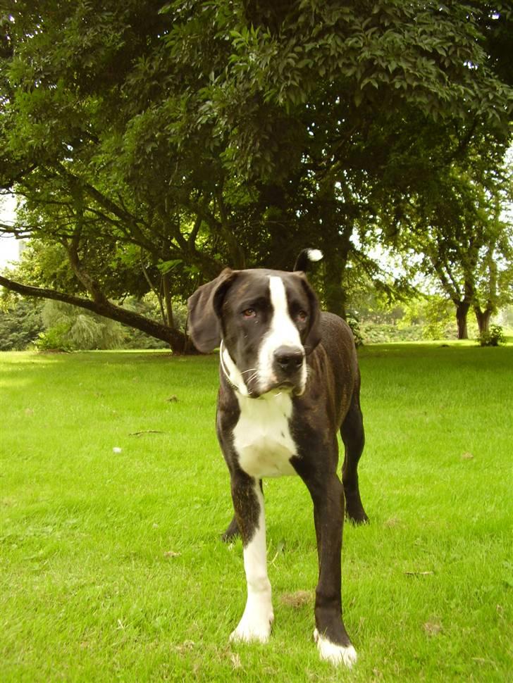 BMW E36 318is coupe-SOLGT - CHICO billede 15