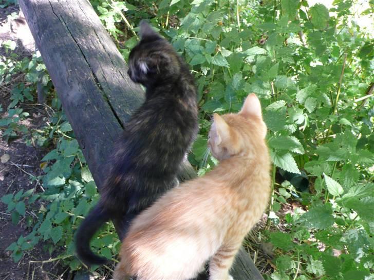 Honda Civic // SOLGT ! - Hvor andre viser Bulldogs, viser jeg mine killinger! :D billede 17