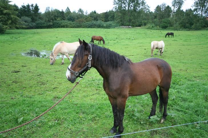 VW Lupo TDI 3L *TIL SALG* - Min elskede hest, Charlie! billede 14