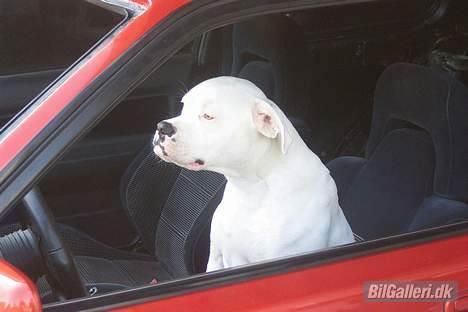 Toyota Corolla GTI  (solgt) - min chaurfør! billede 9