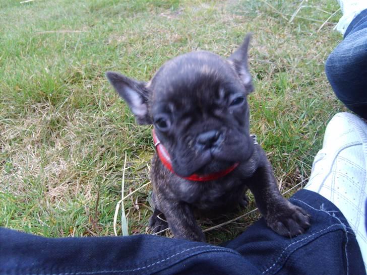 Ford Sierra 2,0 DOHC SOLGT billede 13